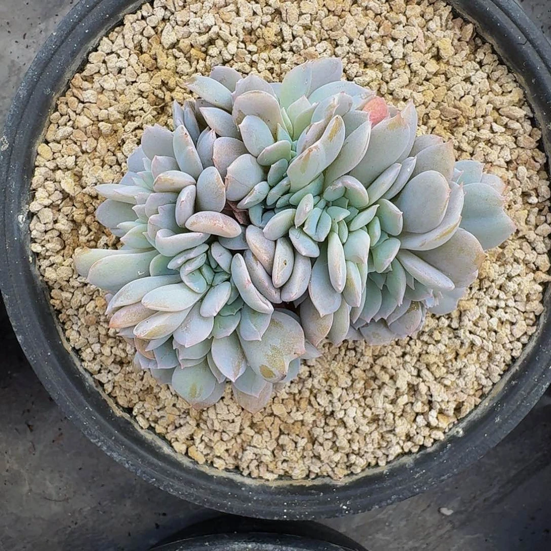 白茶 缀化 一物一拍