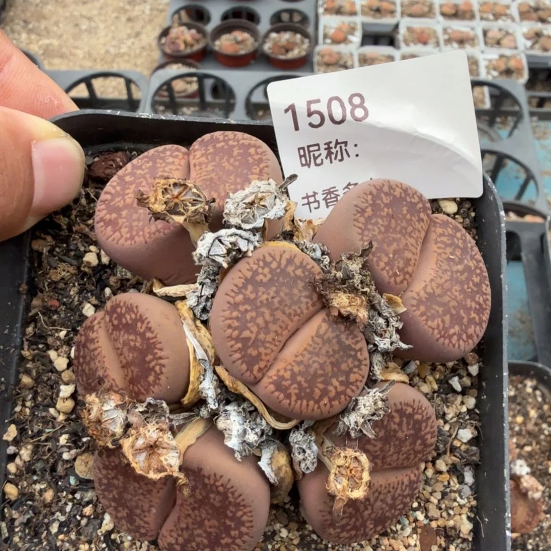 多肉植物多肉植物多肉植物