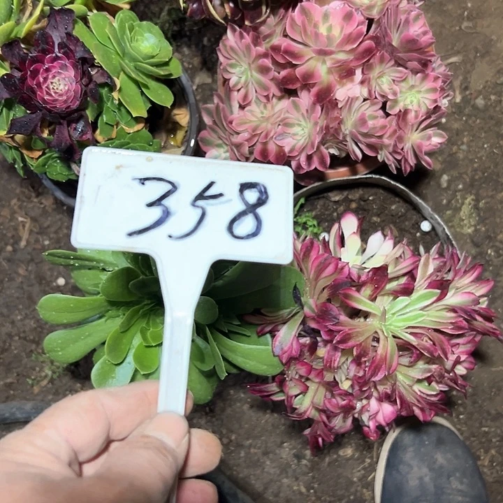 多肉植物组合5个