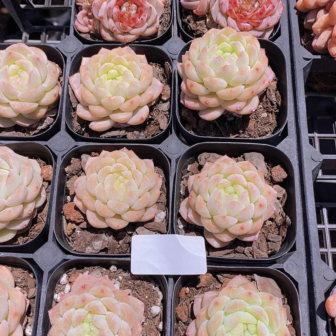 12-82 暗纹瑶池单头一颗量拍