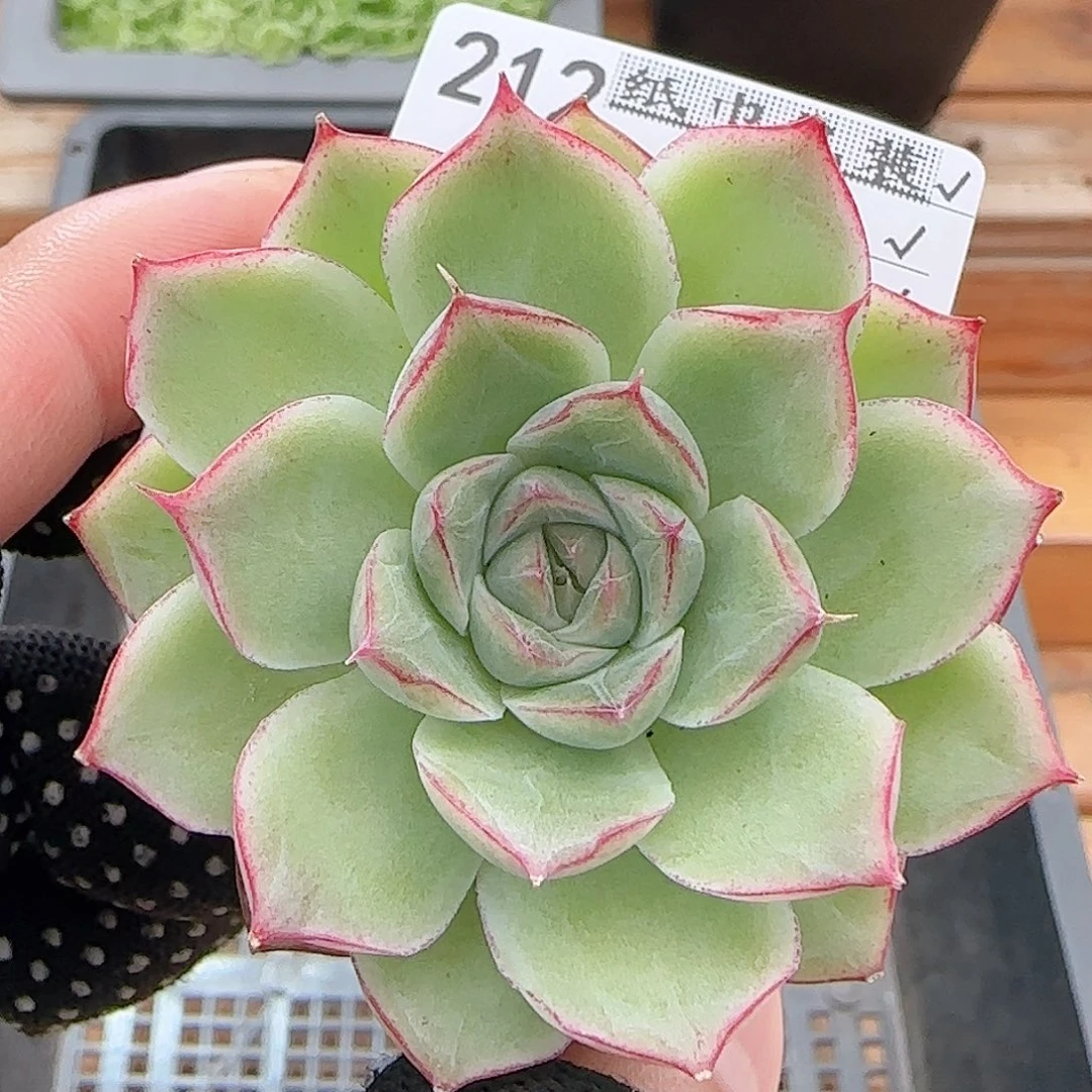 多肉0813-212女王玫瑰