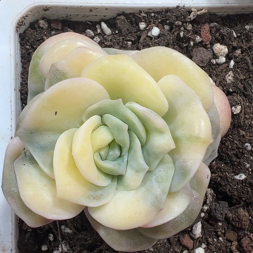 满38包邮可爱玫瑰锦