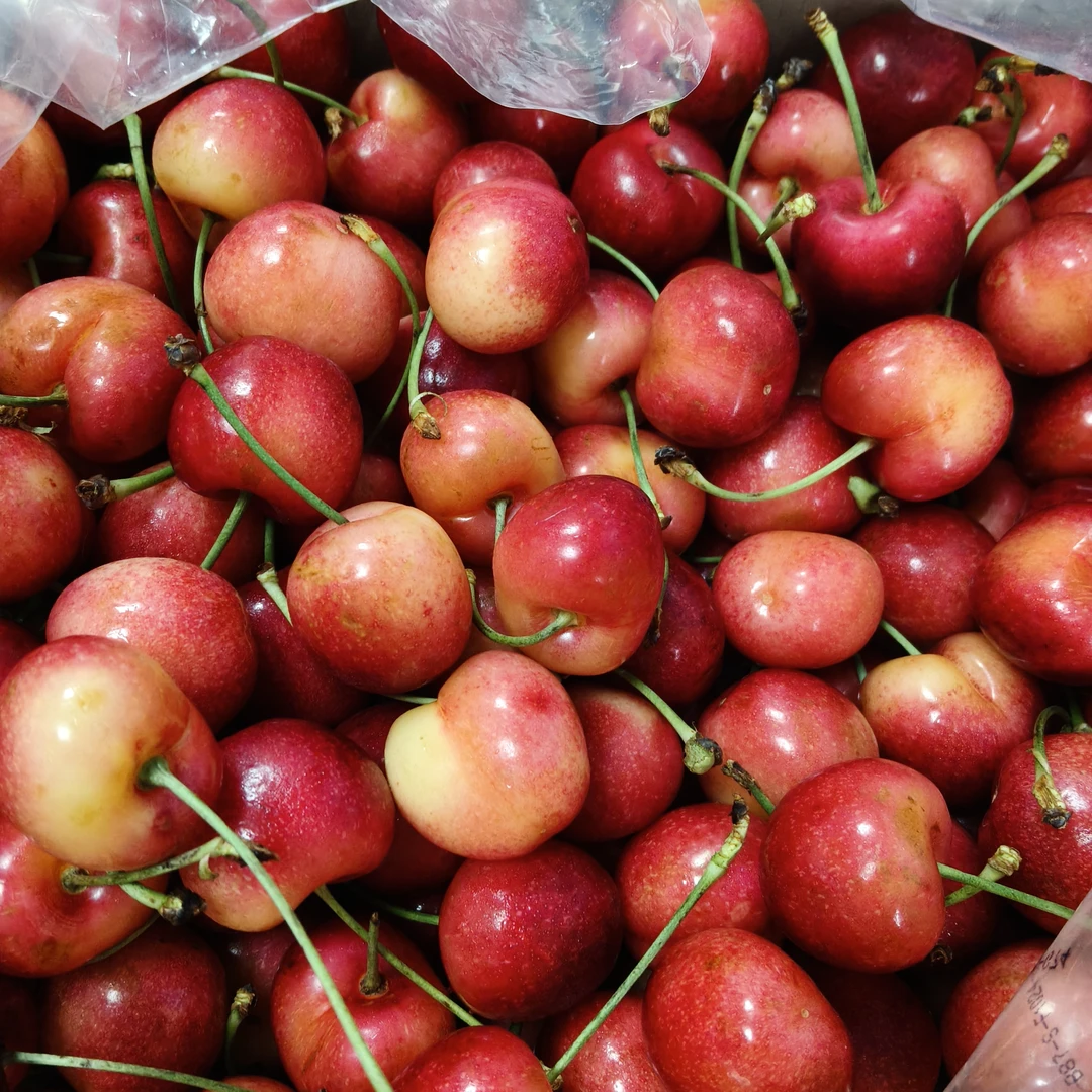 斯凯拉雷J-4J智利进口车厘子空运内附果径卡