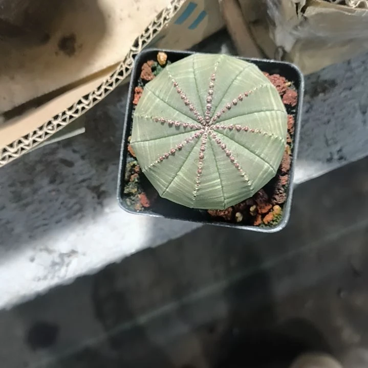 花花世界迷人眼的球球好看