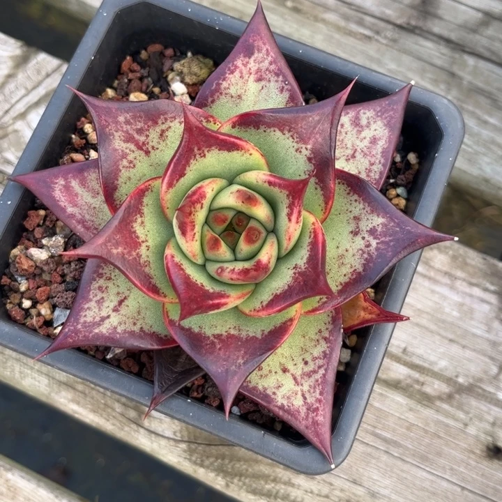 墨三特惠1111111111