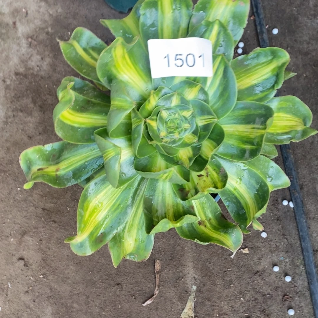 暴君多肉1501号多肉