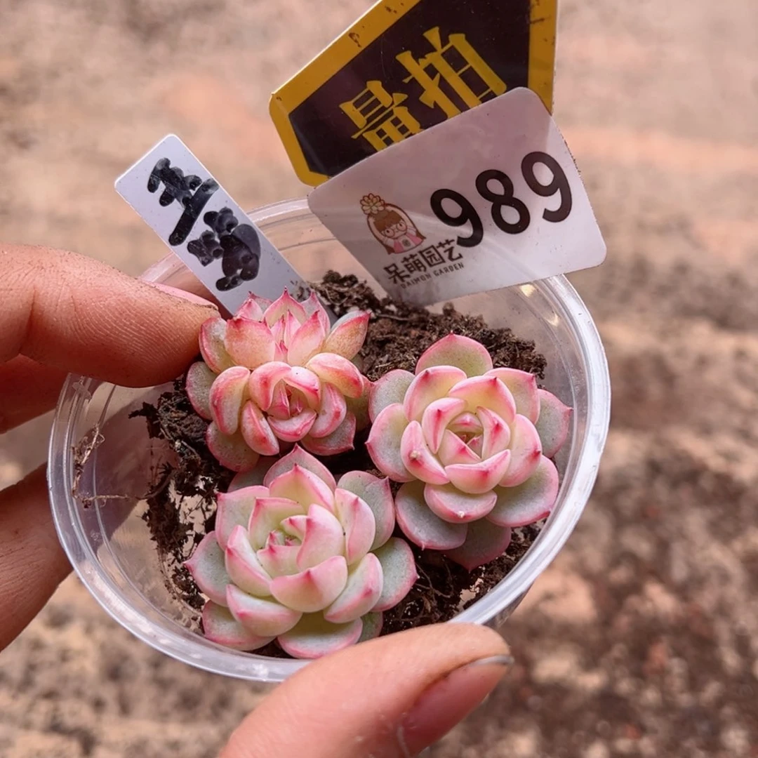 多肉植物多肉植物