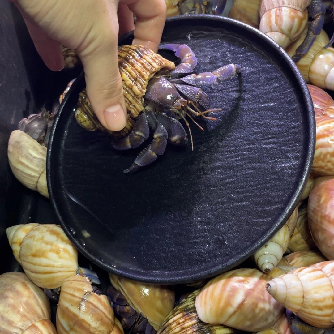 寄居蟹寄居蟹寄居蟹