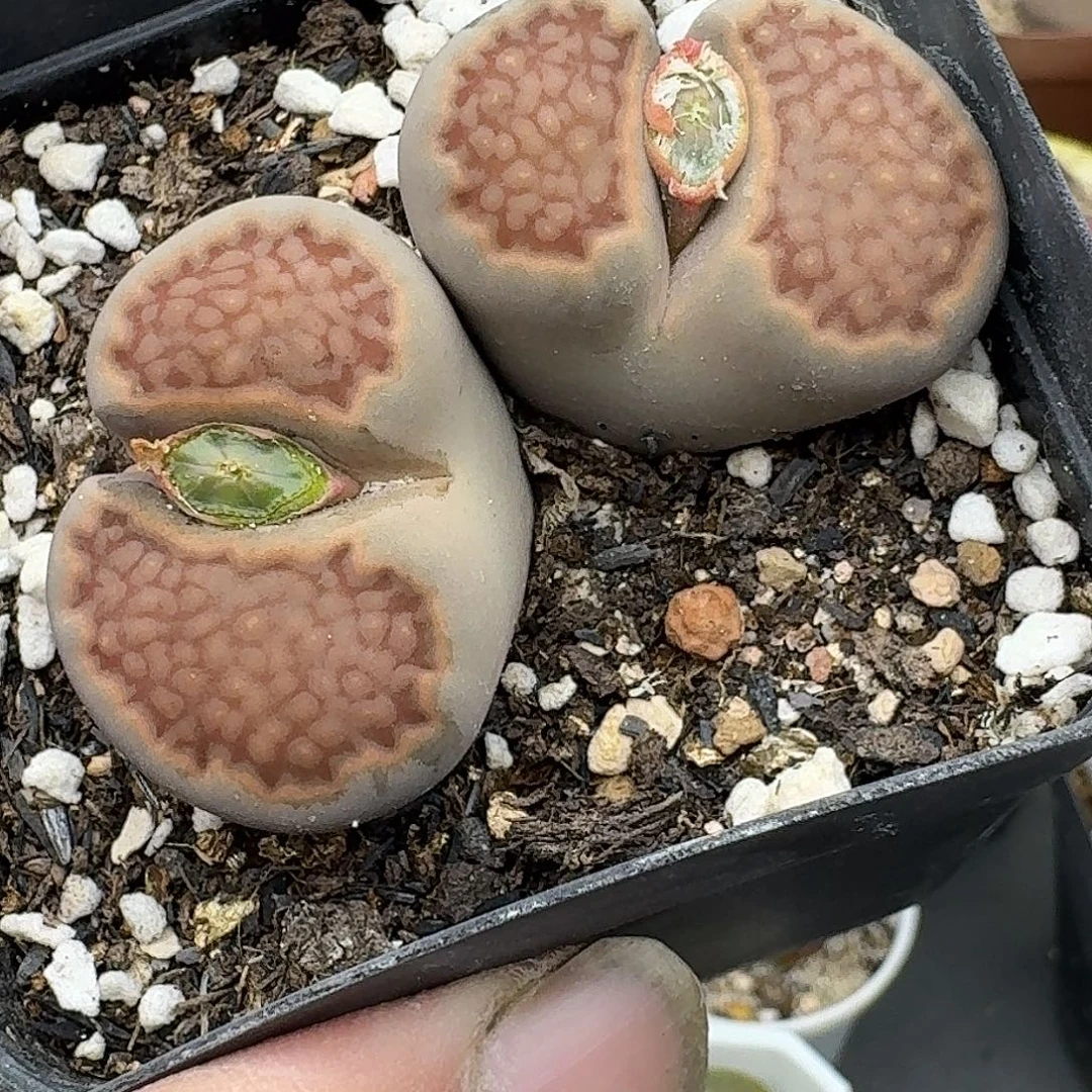 318多肉哈哈哈哈哈哈哈哈哈