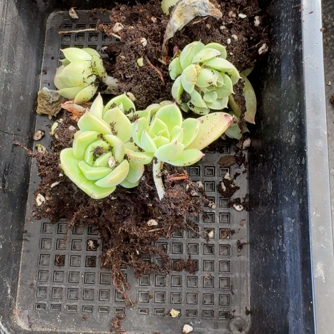 宽叶麦秆五颗量拍11-31