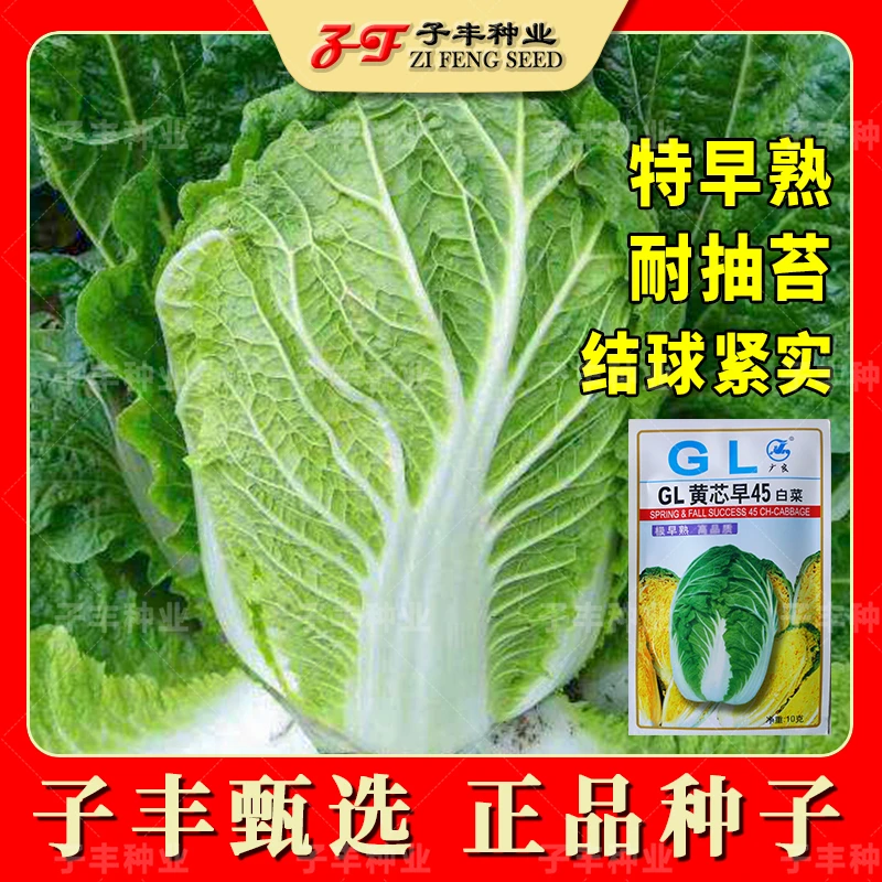 广良GL黄芯45天白菜籽春季耐寒早熟45天秋季包心耐抽苔大白菜种子