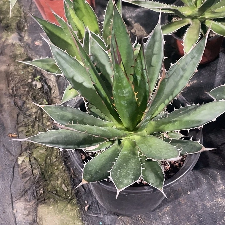 无花朵霍利达2457899