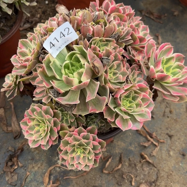 男神多肉处理不包断头4142