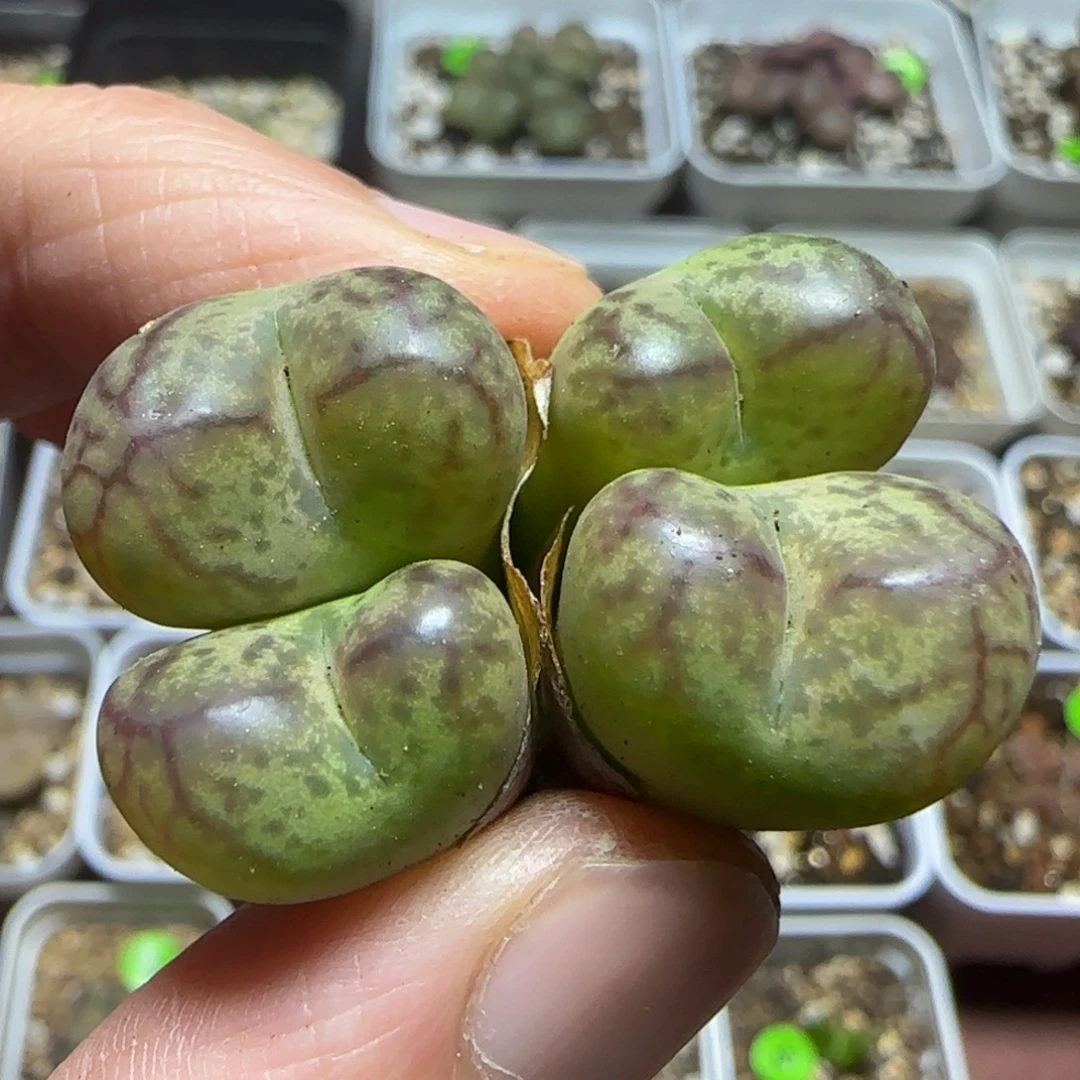 杂交漂亮多肉植物490