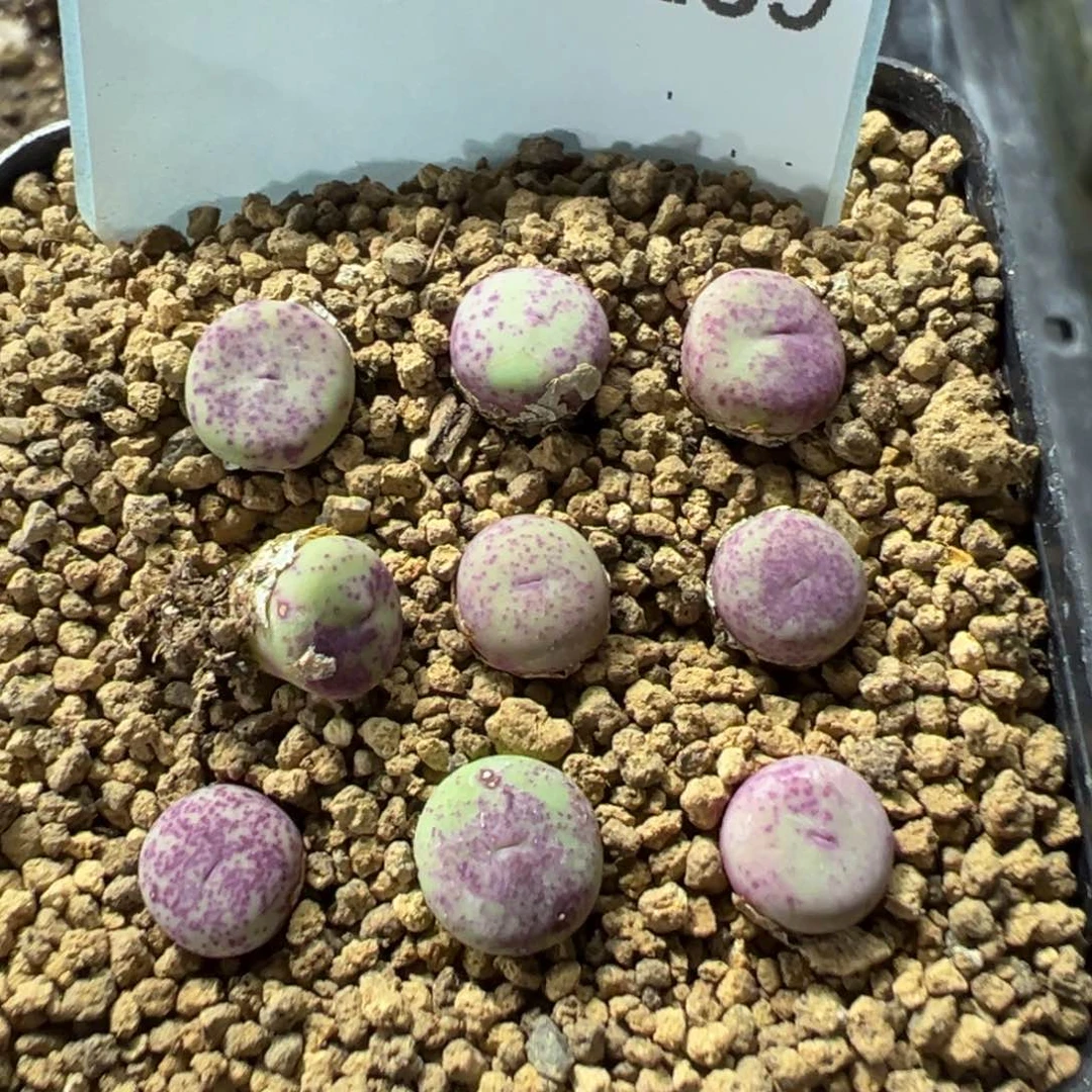 30-139量拍2736小红嘴一颗