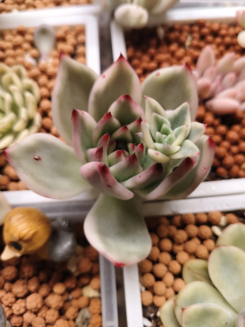 阿姆斯壮头盖无根+汉娜侧芽