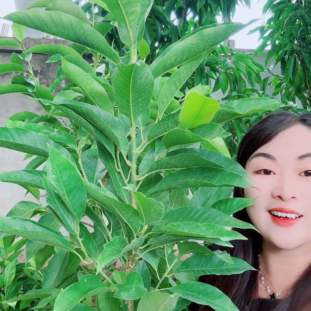 无花朵白兰111111