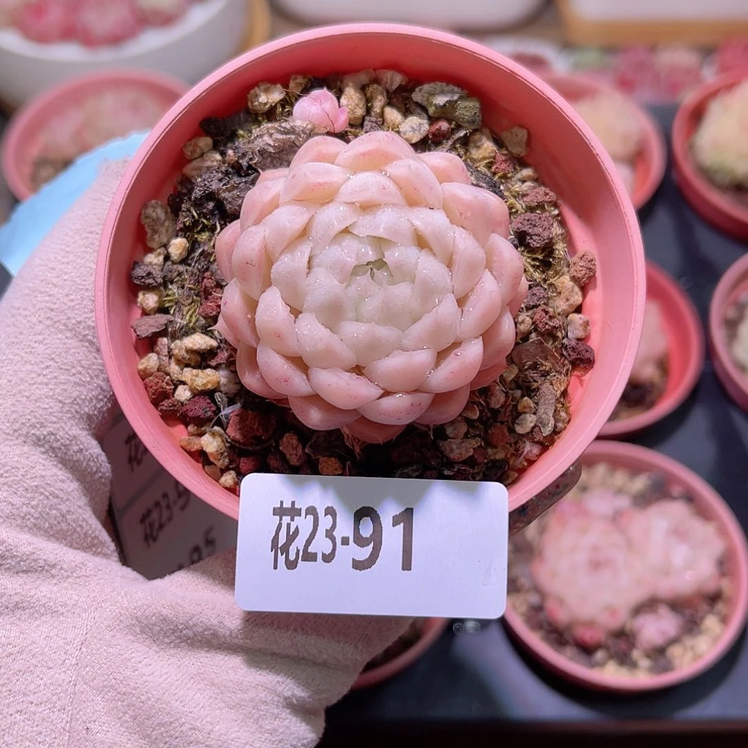 花利美23-91麦秆单头