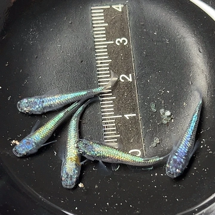 海水鱼海王星一组16
