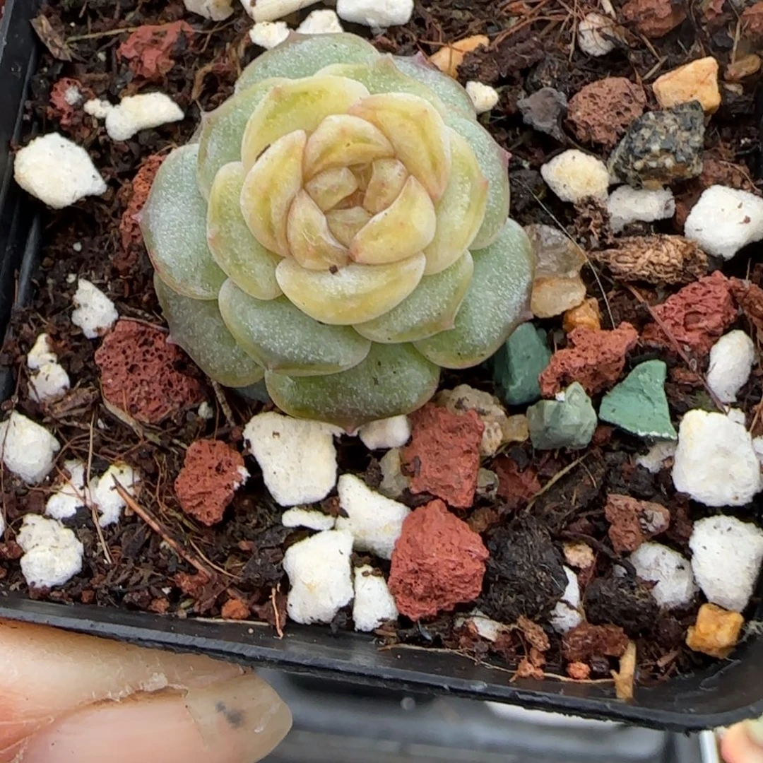 多肉小卡拉米糖心一物一拍