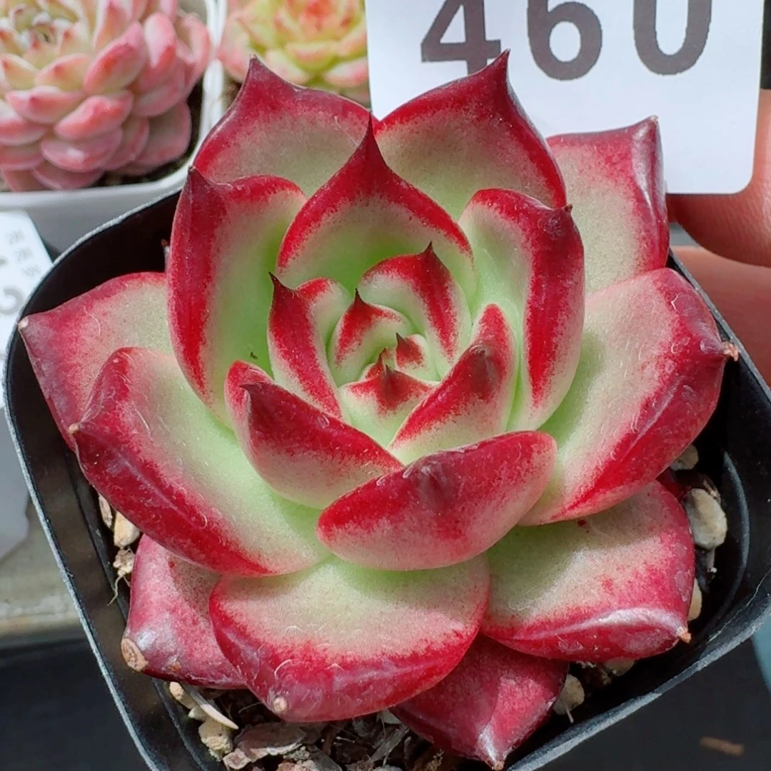 卡宴            精美多肉植物