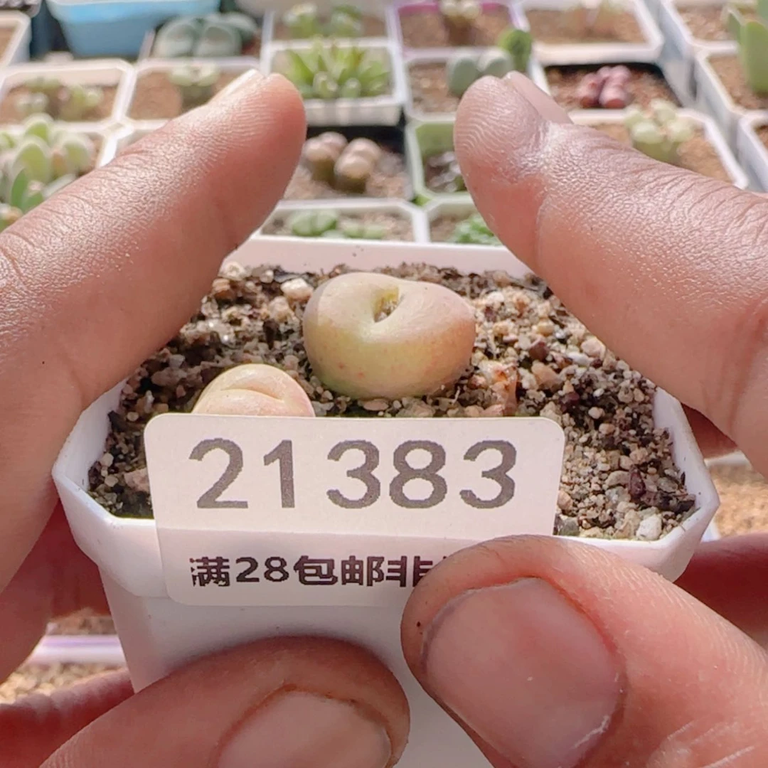 【闪购商品】M****.21383