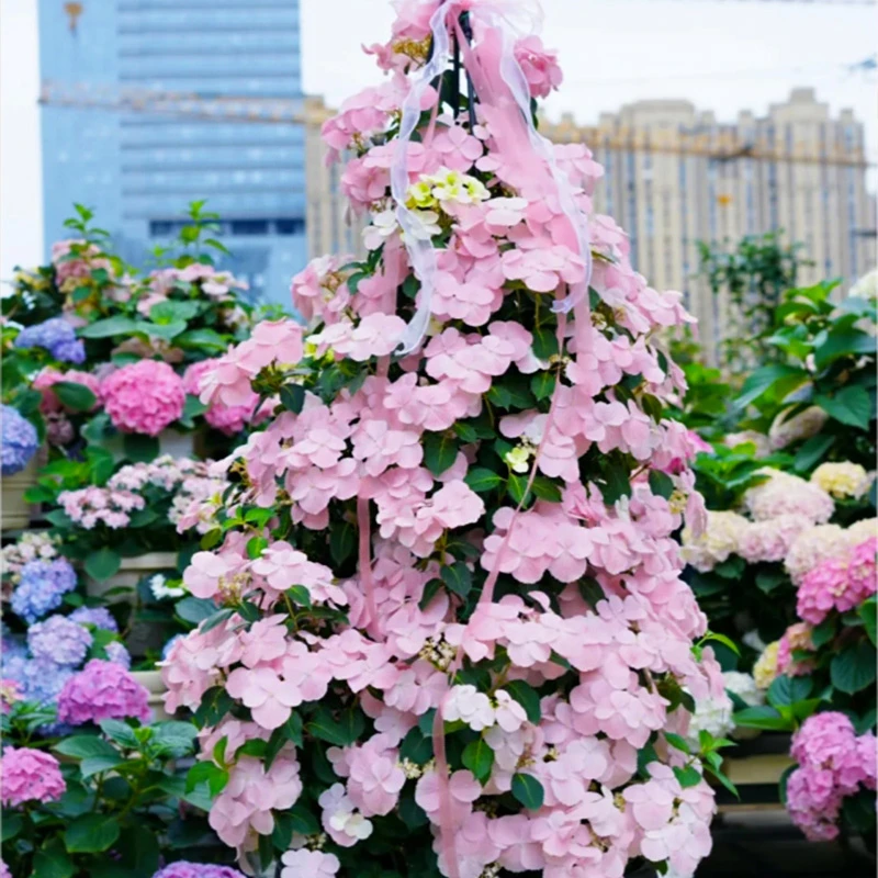 【爬藤绣球】3加仑露天老桩大苗 大花带花苞阳台庭院四季开花好养