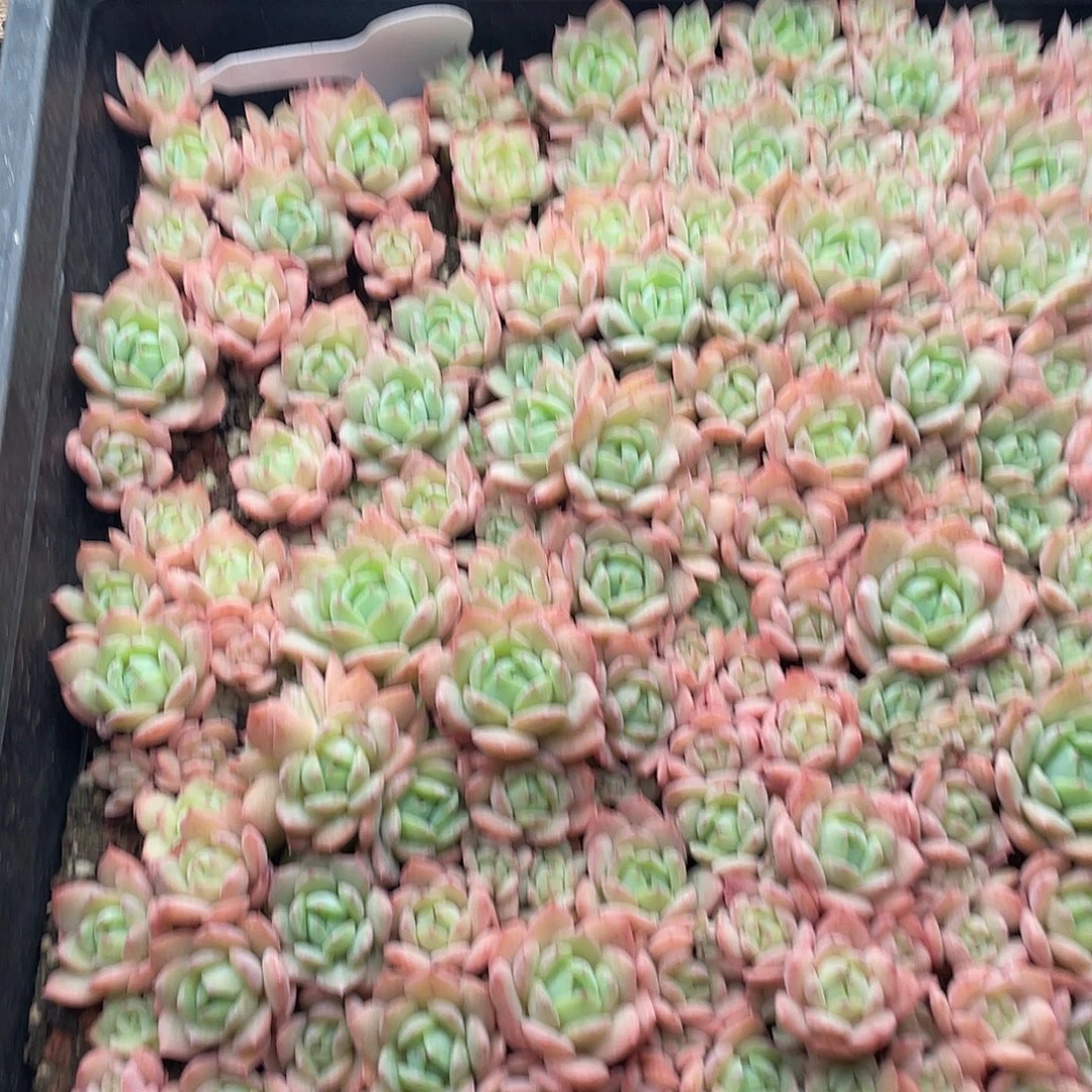 云糖心多肉植物221