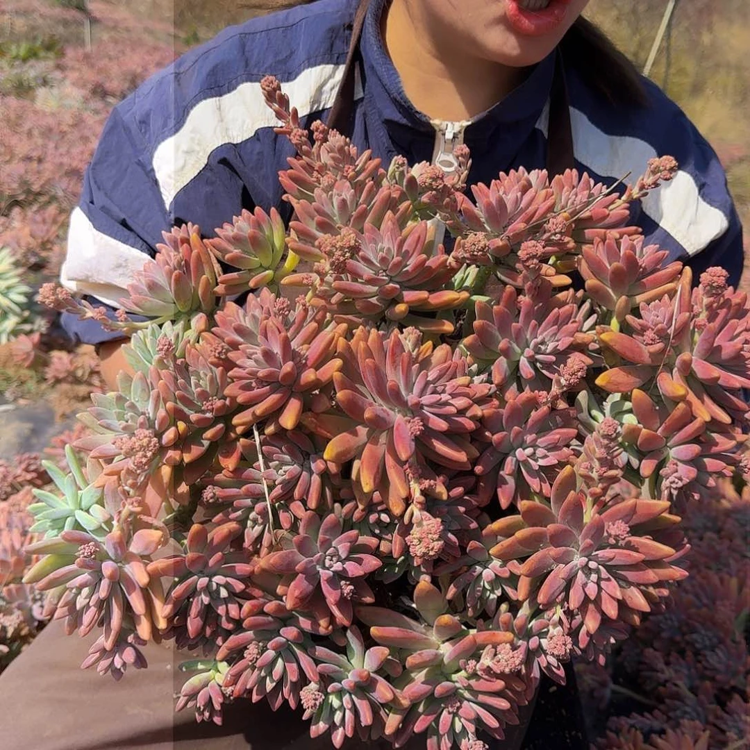 秋丽 一颗 不包损15.8