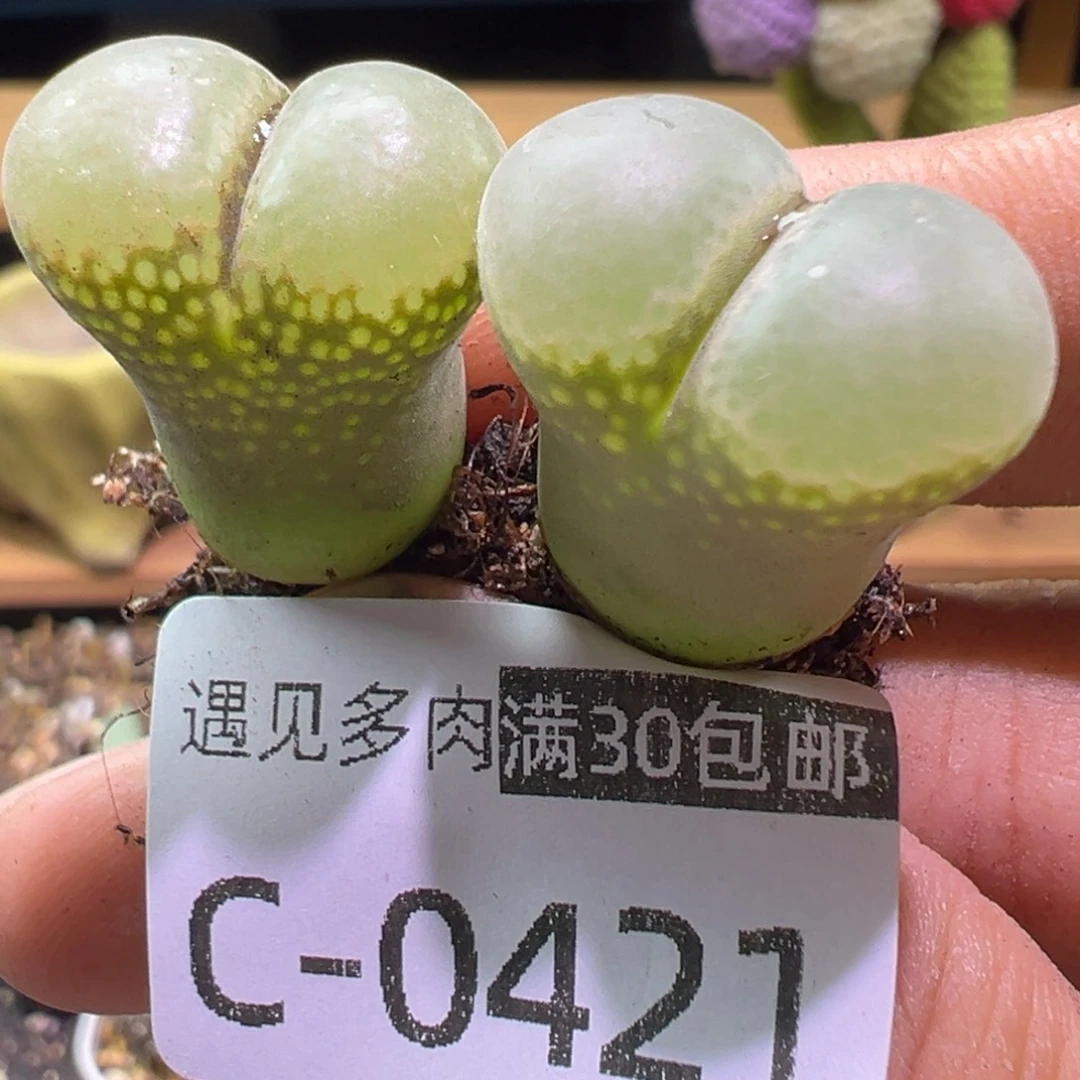 多肉植物1111111111111