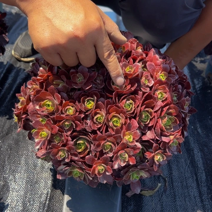 28.8色戒玫瑰一棵包邮