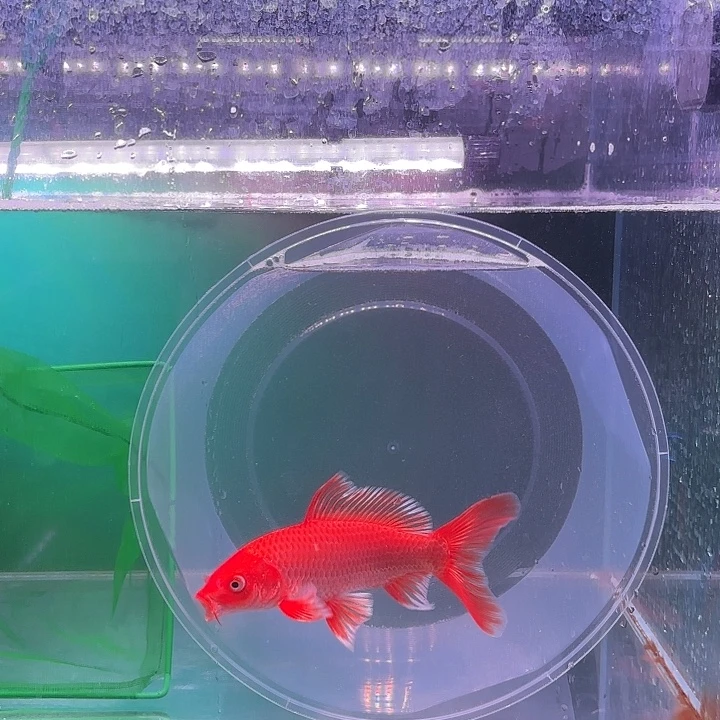 蝴蝶鲤鱼26号蝴蝶鲤