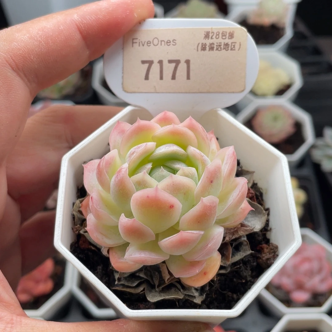 冰梅7171-5.0厘米