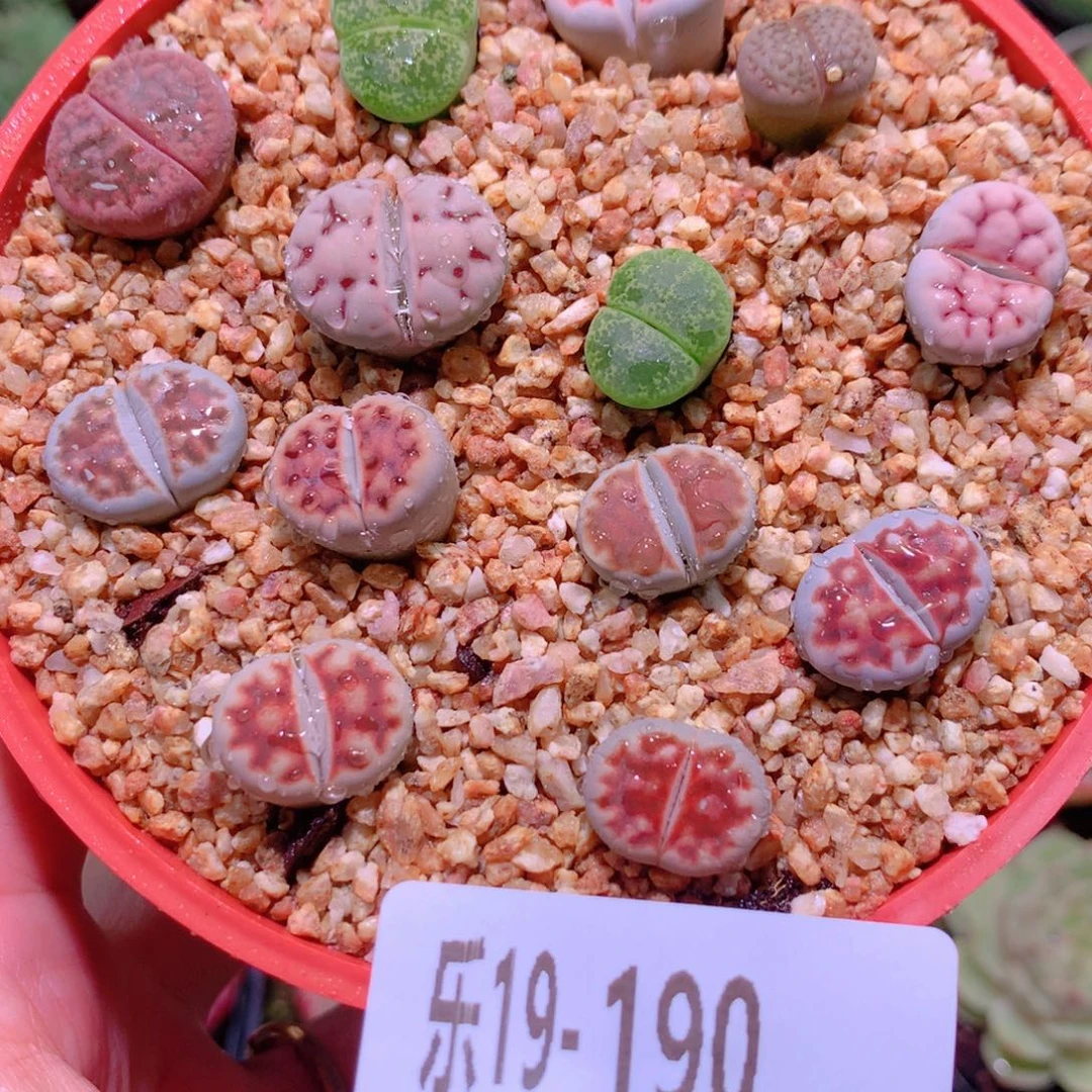 乐然19-190 生石花 带盆土