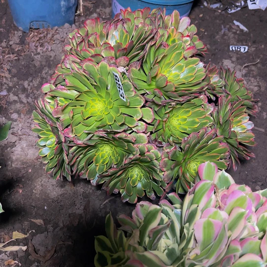 法师法师13-14包邮法师