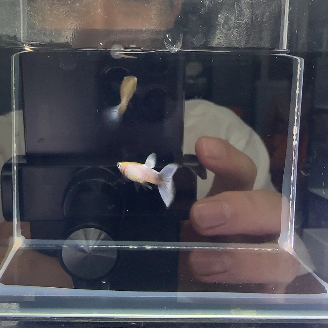 孔雀鱼拉朱莉紫尾
