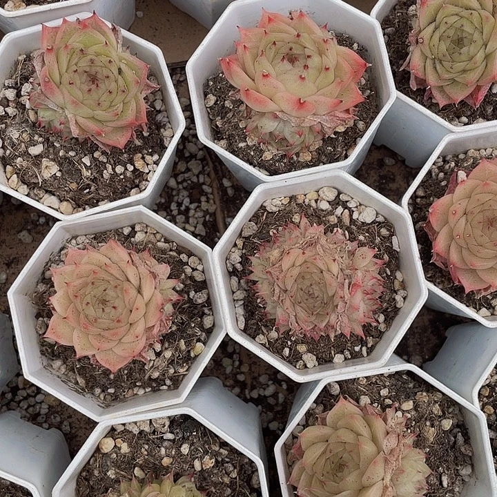 八角盆黄珍妮带盆土发