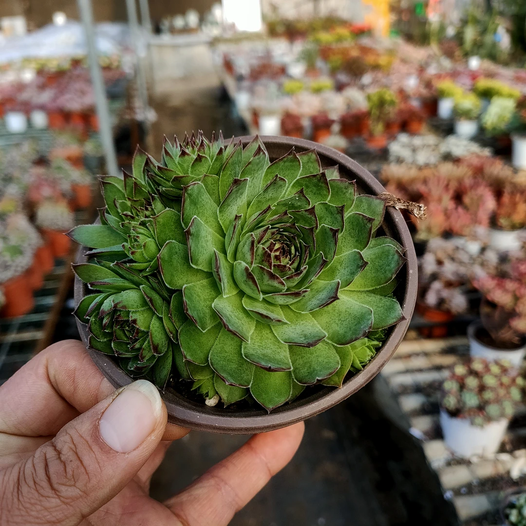 观音莲 满20包邮 9厘米不带盆土发货 以直播间为准 多肉植物