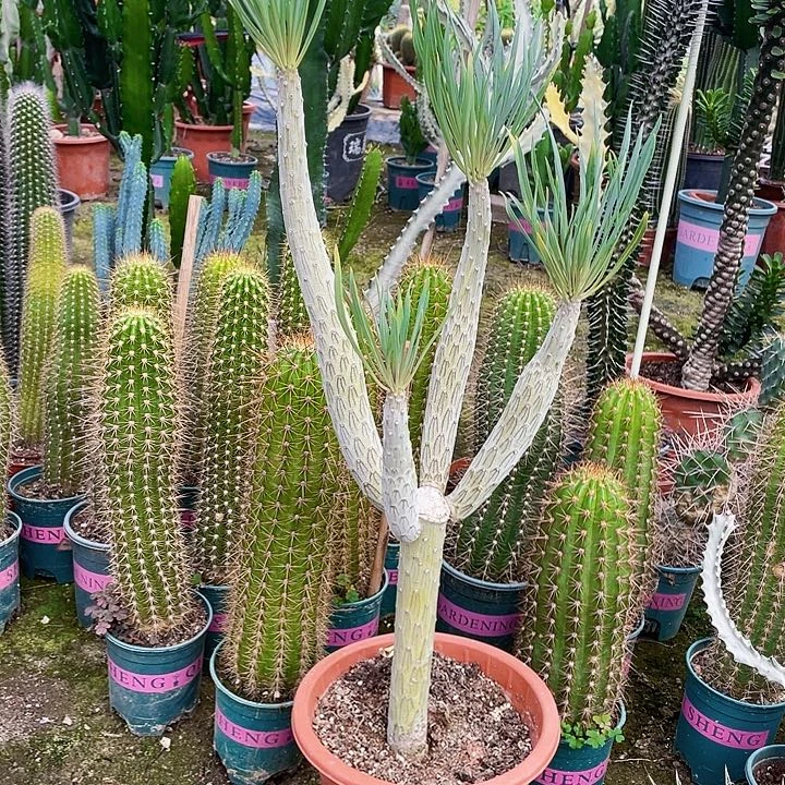 梁***妈完全开放天龙树带盆土高60cm