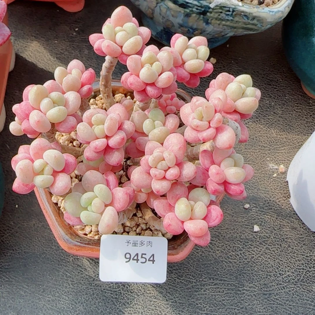 鱼子酱无砍，9454多肉植物