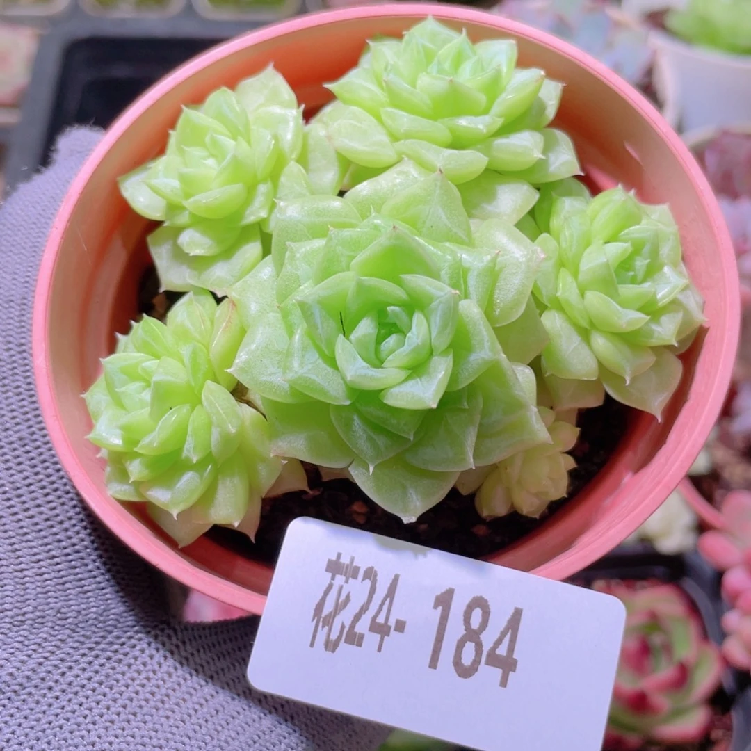 花利美24-184白天鹅