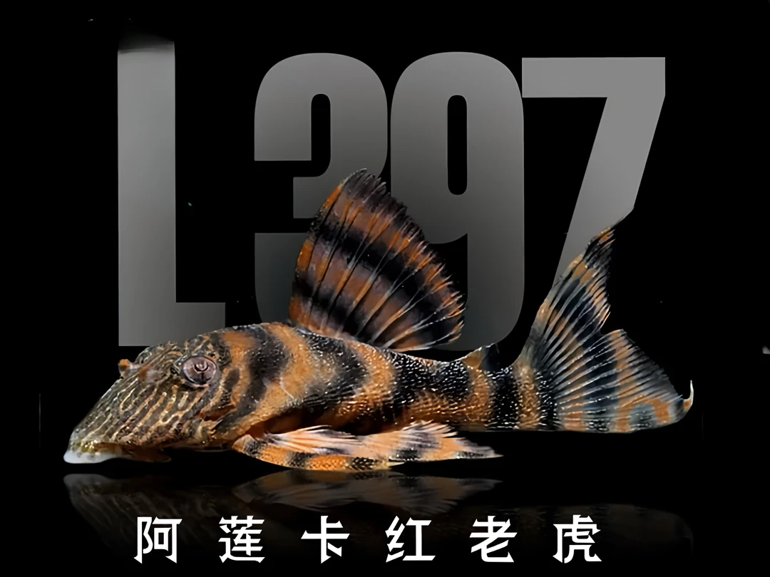 阿莲卡红老虎L397异型鱼，南美观赏底栖异型鱼