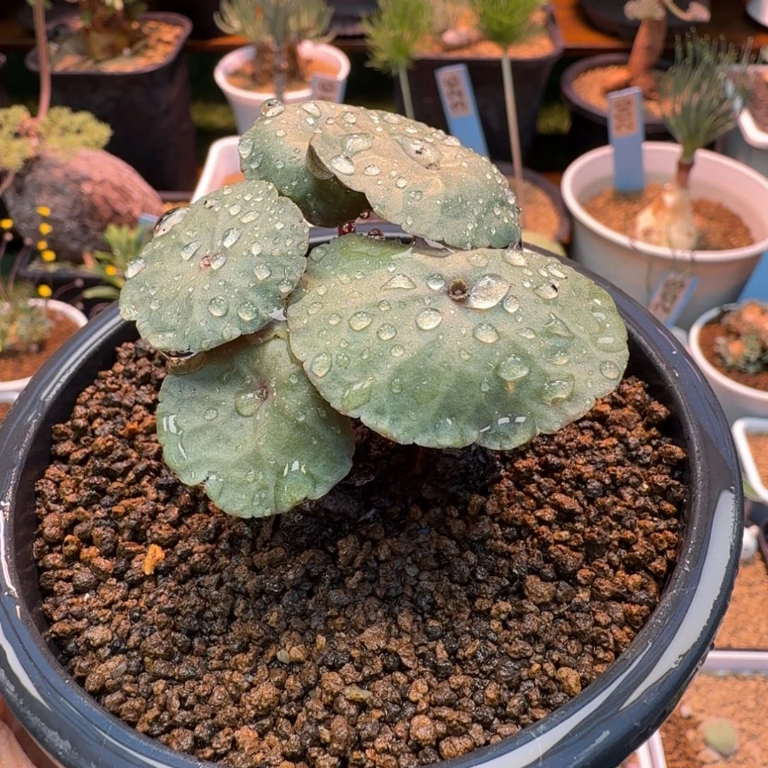 小雨伞085小酒杯仙人球
