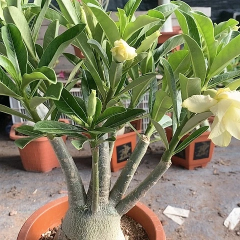 【闪购商品】云**想绿植