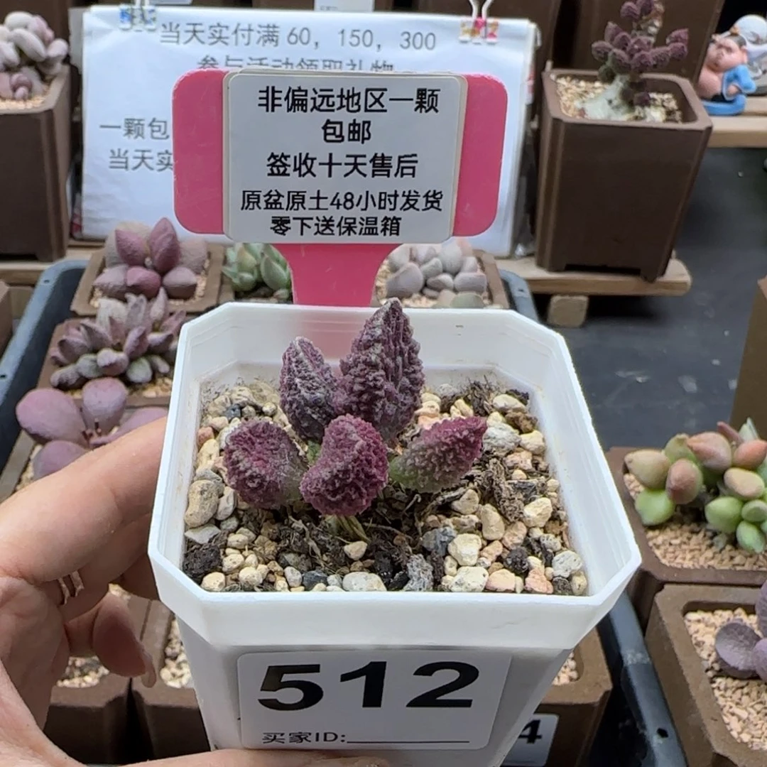 512苍龙多肉植物