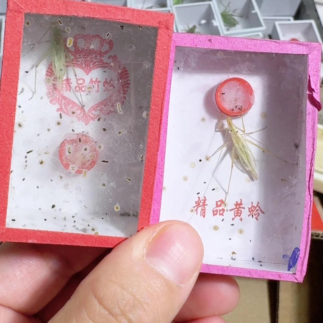 财***.蟋蟀蝈蝈我要的只是时间问题