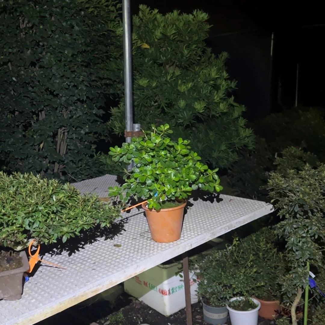 寒***得无花朵花卉苗木花卉