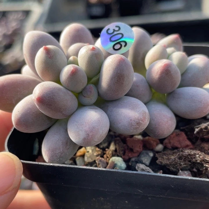 仙子奶酪多肉植物