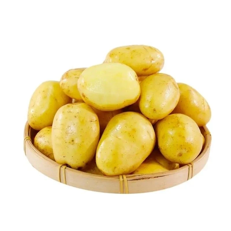 【传诚果业】四川凉山黄皮/红皮土豆5斤单果100g+