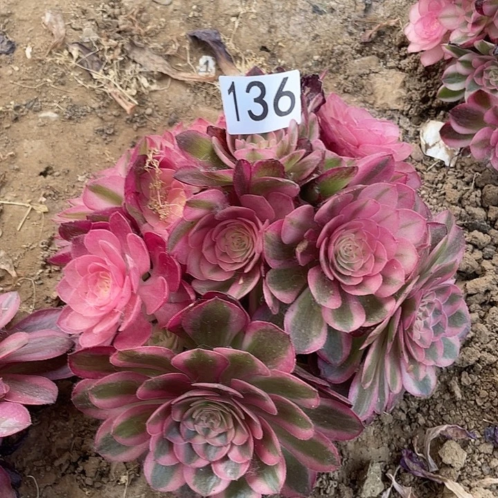 多肉植物法师136倾城